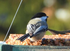 Poecile atricapillus