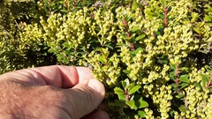 Gaultheria crassa