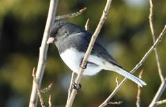 Junco hyemalis