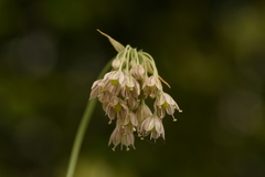 Allium ionicum