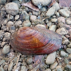 Sinanodonta woodiana