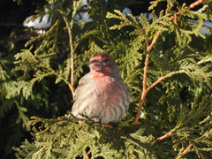 Haemorhous mexicanus