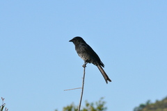 Dicrurus adsimilis fugax