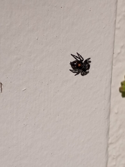 Phidippus audax