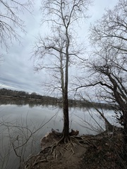 Platanus occidentalis