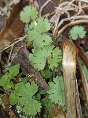 Hydrocotyle moschata