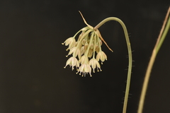 Allium ionicum