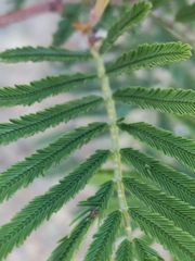 Acacia irrorata