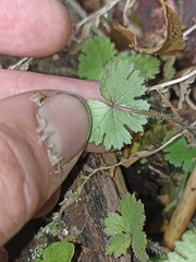 Hydrocotyle moschata