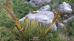 Aciphylla aurea
