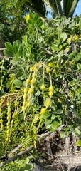 Sophora tomentosa