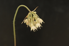 Allium ionicum