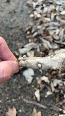 Pachypsylla celtidismamma