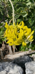 Sophora tomentosa
