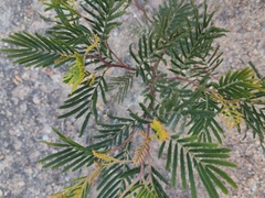 Acacia irrorata