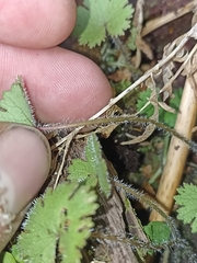 Hydrocotyle moschata