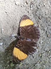Adelpha melanthe