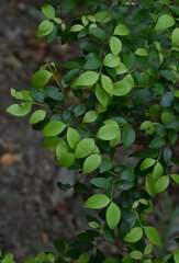 Eugenia reinwardtiana