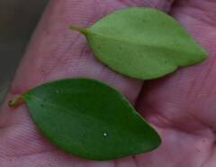 Eugenia reinwardtiana