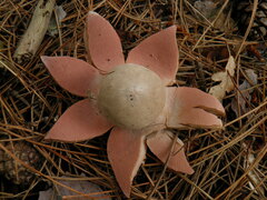 Geastrum rufescens