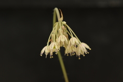 Allium ionicum