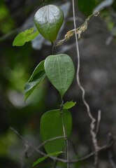 Hoya pottsii