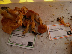 Hydnum rufescens