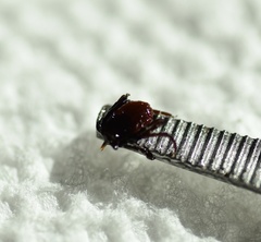 Ixodes pacificus
