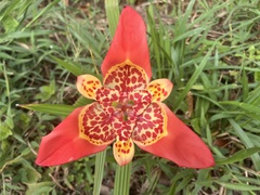 Tigridia pavonia