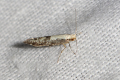 Argyresthia conjugella