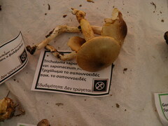 Tricholoma saponaceum