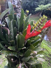 Aechmea nudicaulis