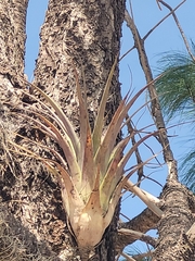 Tillandsia utriculata