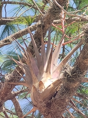 Tillandsia utriculata