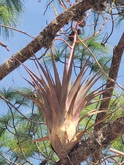 Tillandsia utriculata