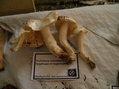 Tricholoma columbetta