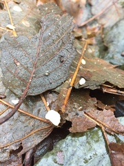 Macrotyphula phacorrhiza