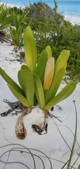 Hymenocallis littoralis
