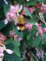 Hemaris fuciformis