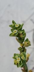 Euphorbia mesembryanthemifolia