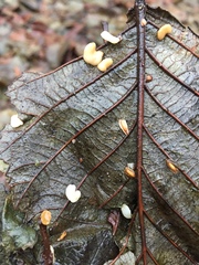 Macrotyphula phacorrhiza