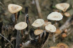 Crinipellis scabella