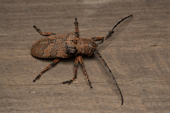 Cerambycoidea