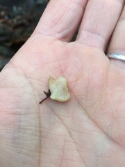 Macrotyphula phacorrhiza