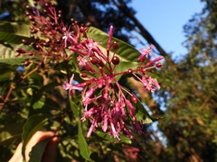 Fuchsia paniculata