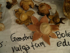Geastrum rufescens