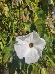 Ipomoea pauciflora