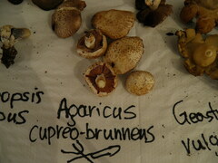 Agaricus cupreobrunneus