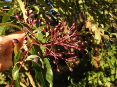 Fuchsia paniculata