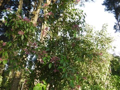 Fuchsia paniculata